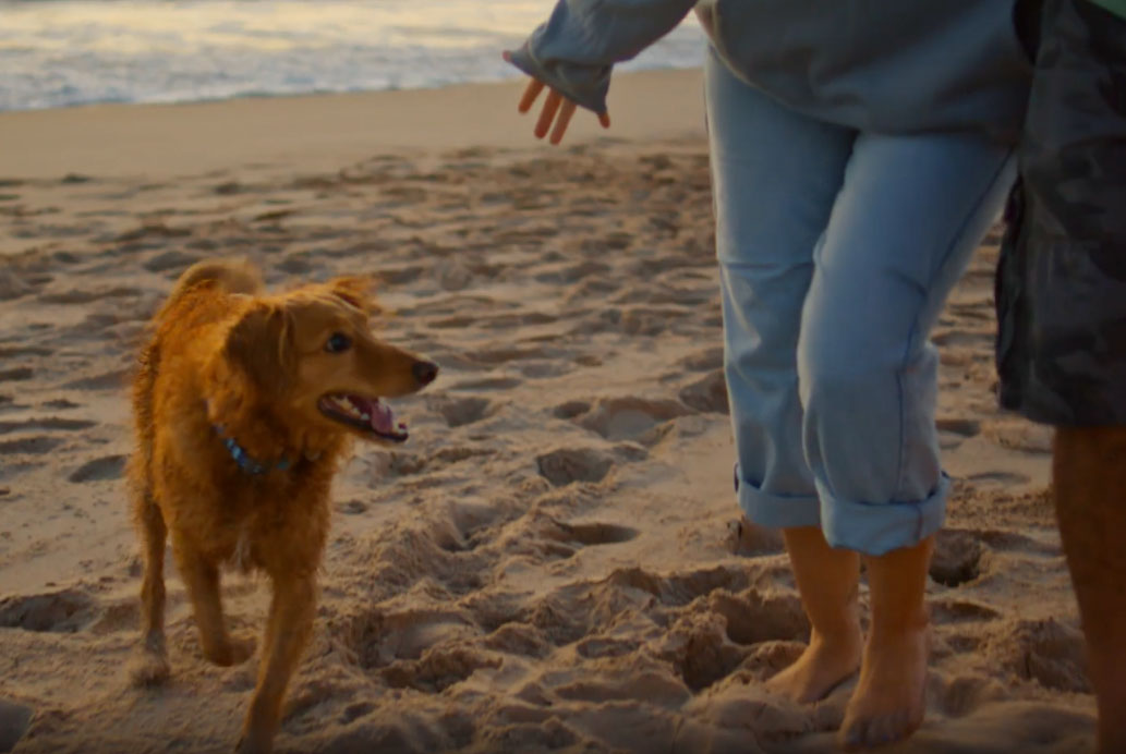 Traveling to Baja, Mexico With Pets